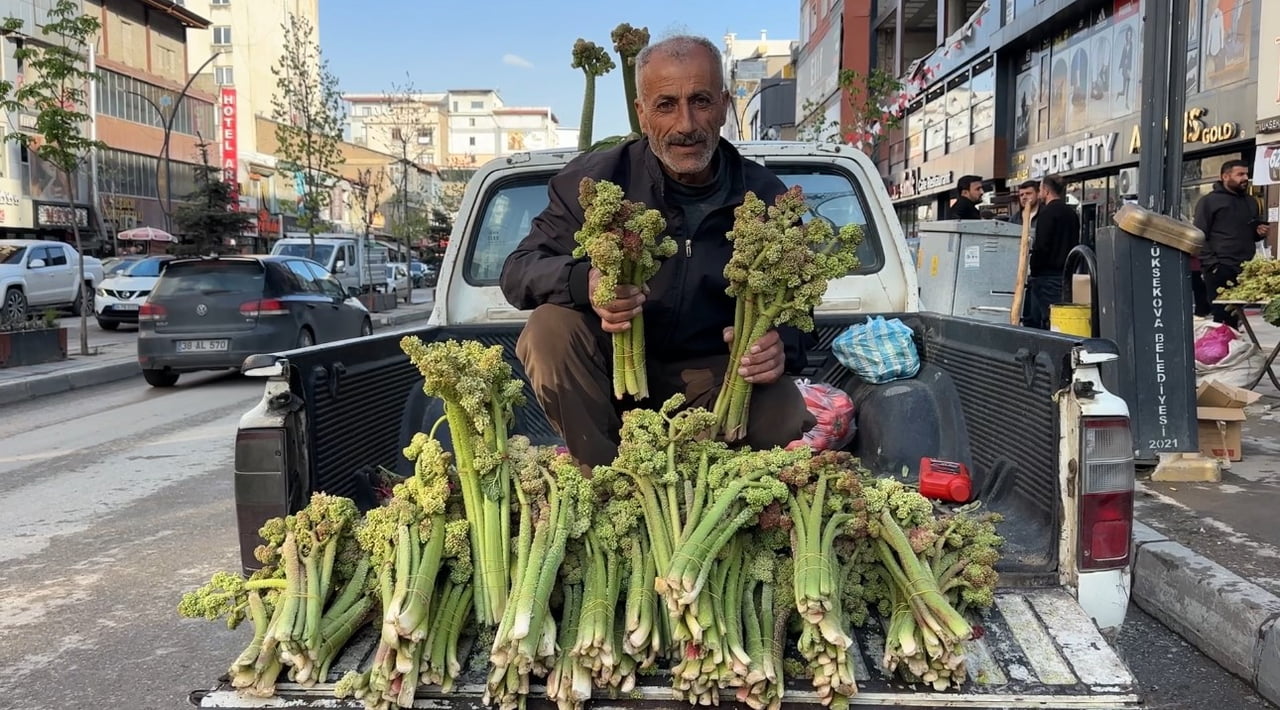 HAKKARİ’NİN YÜKSEKOVA İLÇESİNDE, İLKBAHARIN GELİŞİYLE BİRLİKTE BÖLGE HALKI TARAFINDAN "YAYLA MUZU"...
