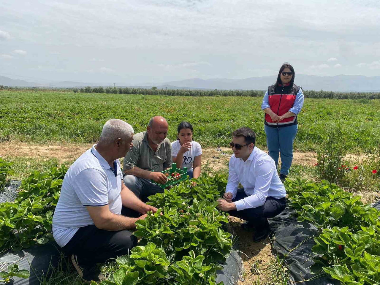 HATAY'DA AROMASIYLA DAMAKLARDA TAT BIRAKAN HASSA ÇİLEĞİNİN HASADINA BAŞLANDI