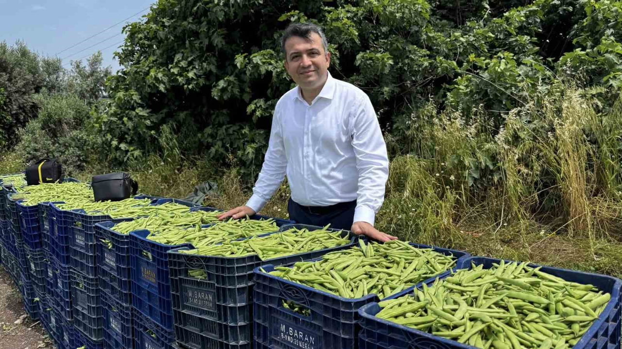 HATAY'IN DÖRTYOL İLÇESİNDE YAKLAŞIK BİN DÖNÜM ARAZİDE EKİMİ YAPILAN FASULYEDE HASAT BAŞLADI....