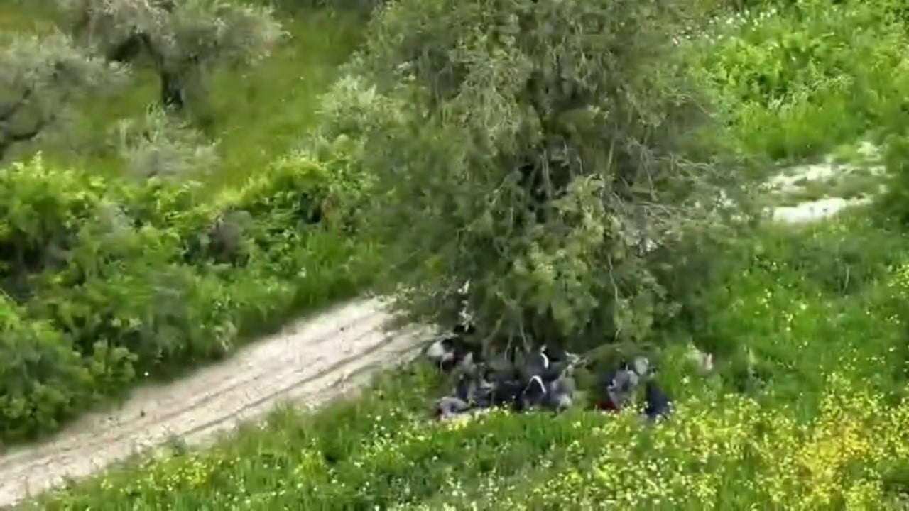 HATAY’DA AĞAÇ ALTINDA GİZLENEREK JANDARMADAN KAÇMAYA ÇALIŞAN GÖÇMEN GRUBU DRONE KAMERASINA...