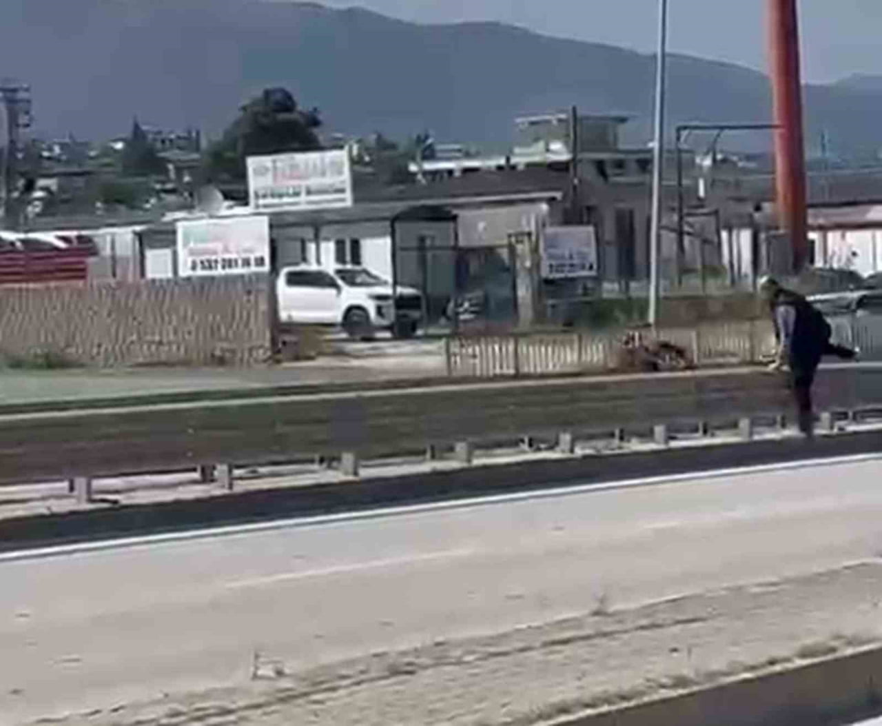 HATAY’DA SAHİBİNDEN KAÇARAK KARAYOLUNA ÇIKAN KEÇİNİN, VATANDAŞI PEŞİNE TAKARAK ORTA REFÜJDEN...