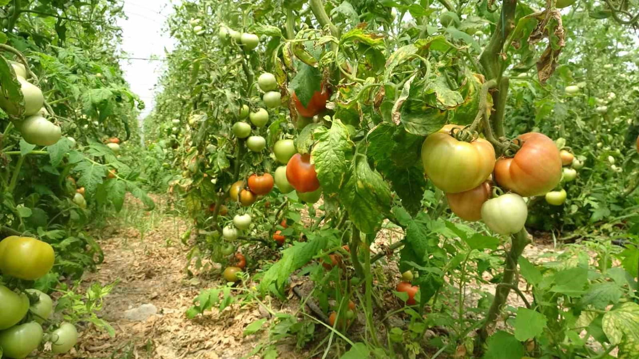 HATAY’IN ANTAKYA İLÇESİNDE SERA ALTINDA YETİŞEN DOMATESTE HASAT BAŞLARKEN KİLOSU 60 İLA 70 TL...