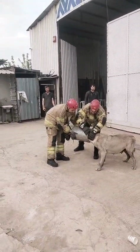HAVA FİLTRESİNE SIKIŞAN HAMİLE KÖPEK KURTARILDI