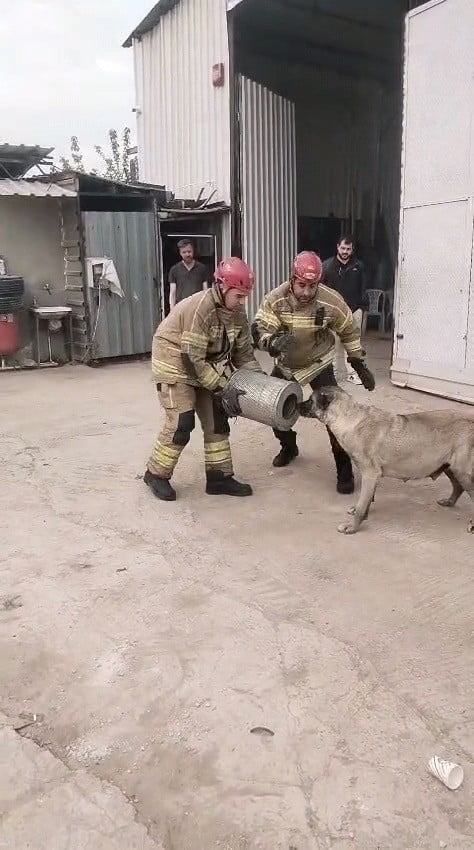 HAVA FİLTRESİNE SIKIŞAN HAMİLE KÖPEK KURTARILDI