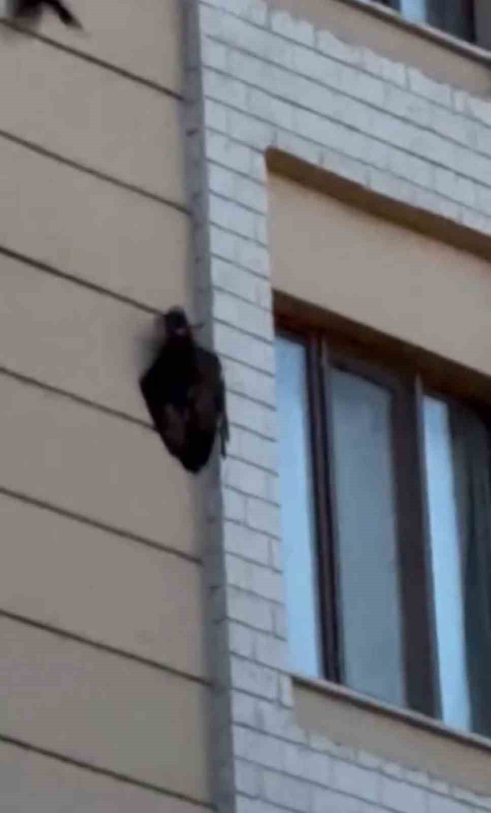 IĞDIR'DA BİR VATANDAŞ, 5 KATLI BİNANIN DIŞ DUVARINDA UZUN SÜRE HAREKETSİZ KALAN YIRTICI KUŞU CEP...