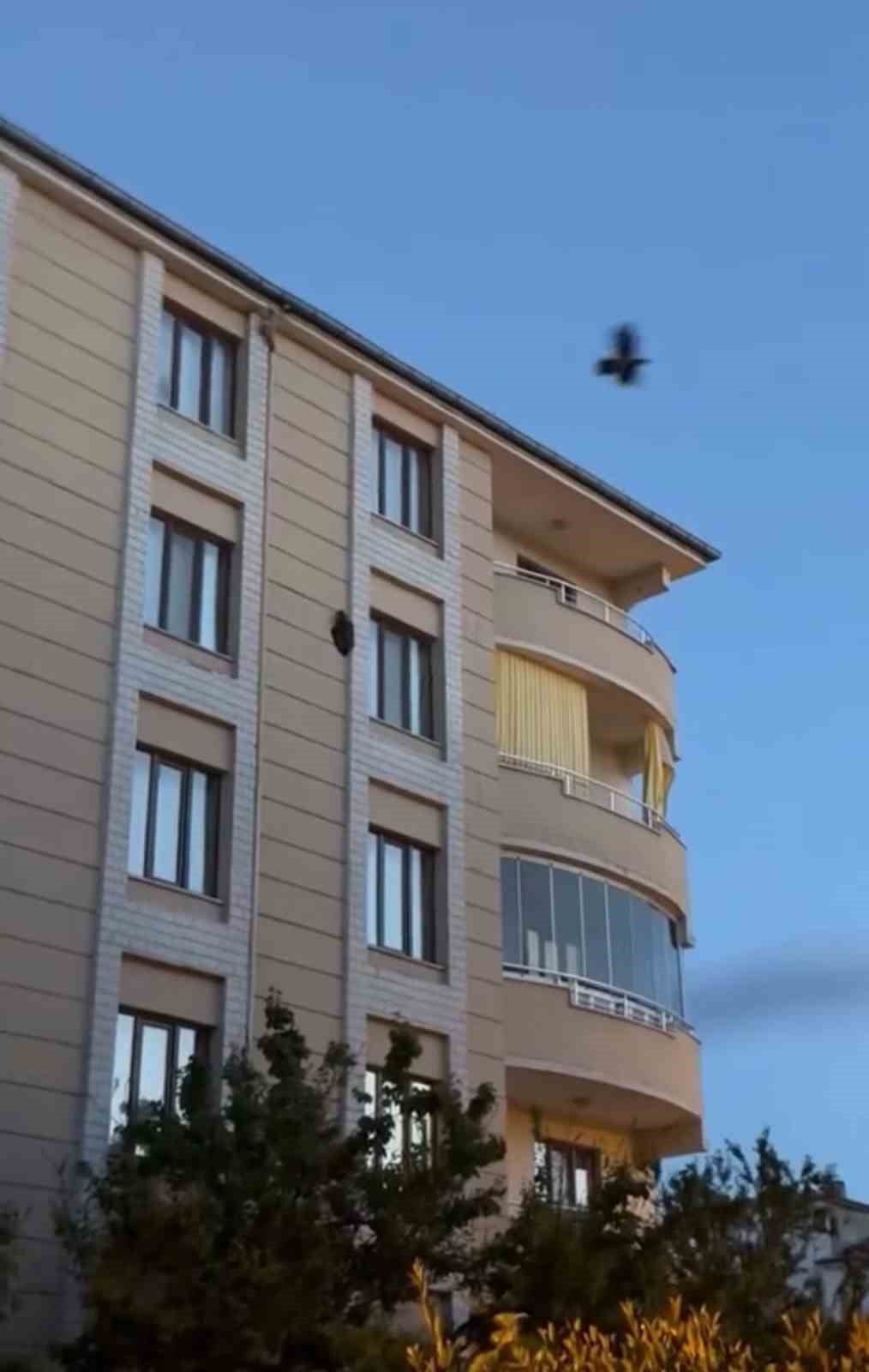 IĞDIR'DA BİR VATANDAŞ, 5 KATLI BİNANIN DIŞ DUVARINDA UZUN SÜRE HAREKETSİZ KALAN YIRTICI KUŞU CEP...