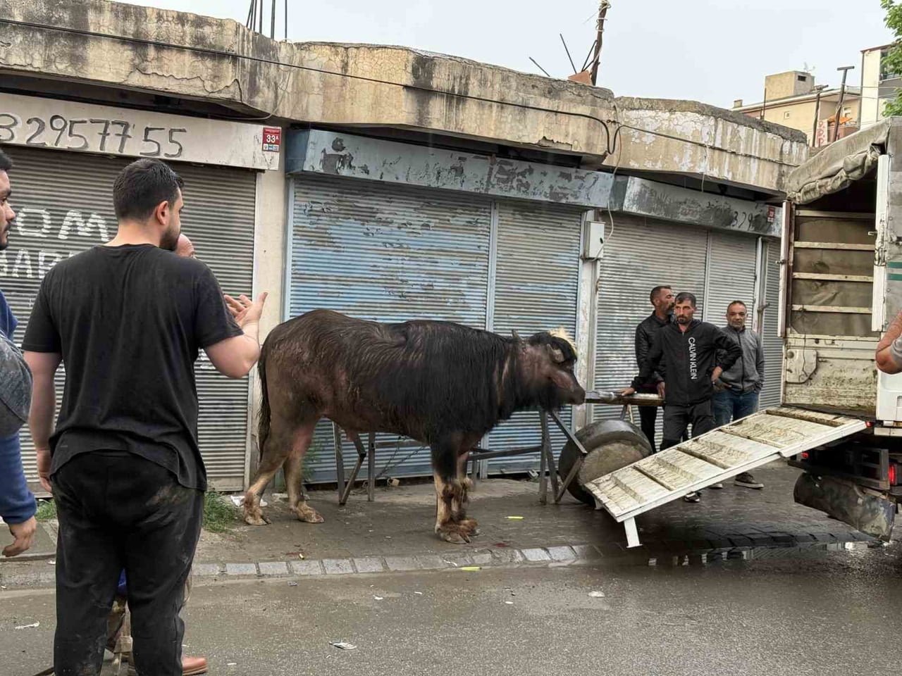 IĞDIR’DA KONTROLDEN ÇIKAN DANA YAŞLI ADAMI YERE SAVURDU