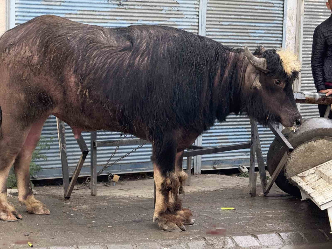 IĞDIR’DA KONTROLDEN ÇIKAN DANA YAŞLI ADAMI YERE SAVURDU