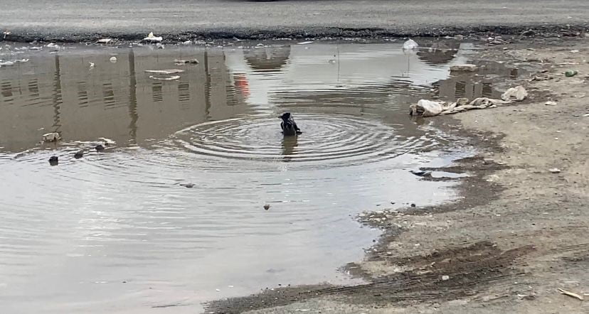 IĞDIR’DA YAĞMURUN ARDINDAN OLUŞAN SU BİRİKİNTİSİNDE BANYO KEYFİ YAPAN KARGA GÖRENLERİ...