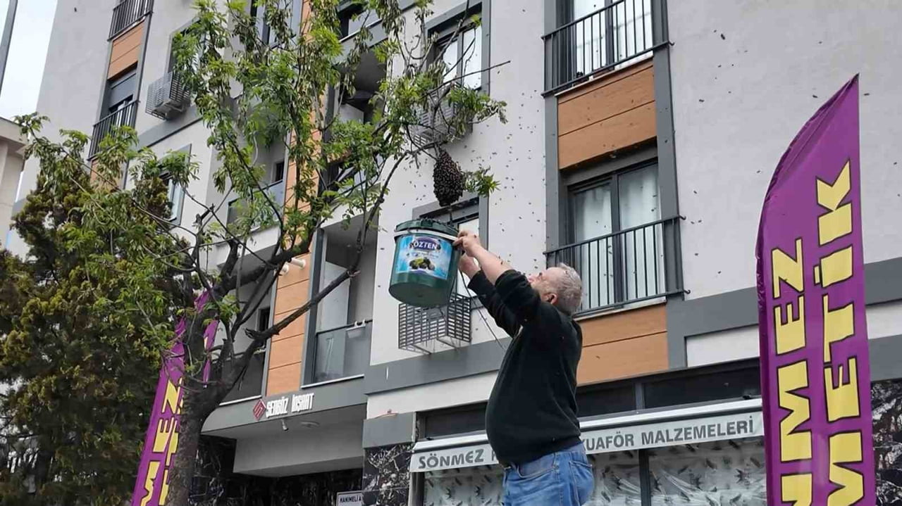 İSTANBUL ATAŞEHİR’DE CADDE ÜZERİNDEKİ BİR AĞAÇTA KÜMELENEN YÜZLERCE ARI İLGİNÇ GÖRÜNTÜLER...