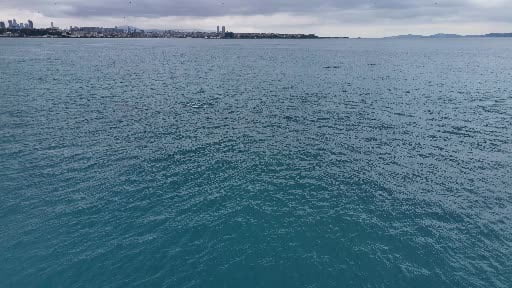 İstanbul Boğazı’nda yunus balıkları görsel şölen oluşturdu