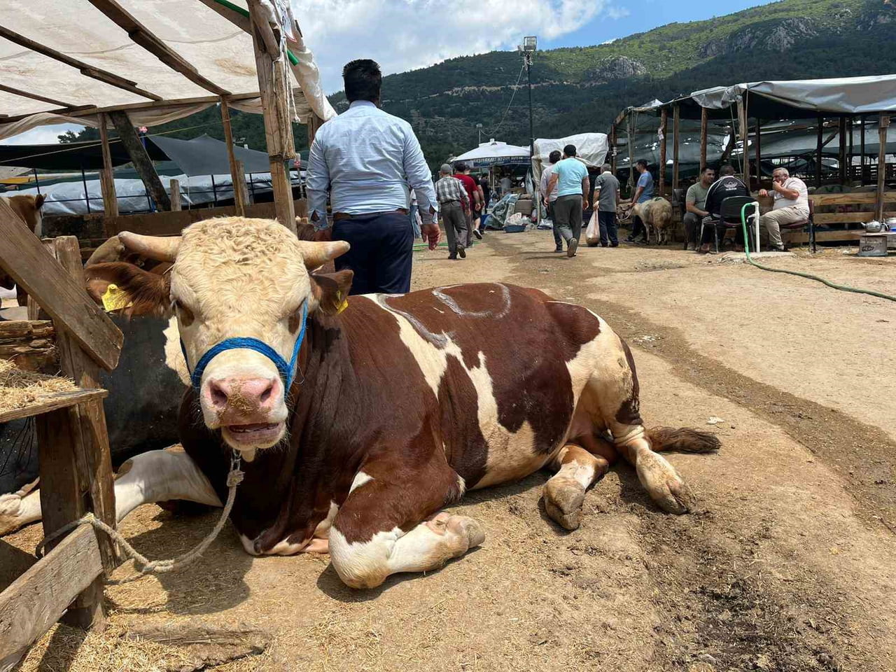 İZMİR’DE KURBAN BAYRAMI'NA SAYILI GÜNLER KALA HAYVAN PAZARLARINDA HAREKETLİLİK SÜRERKEN...