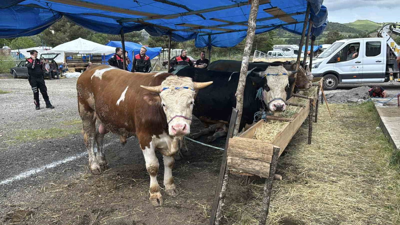 KARABÜK'TE KURBAN BAYRAMI ÖNCESİ KURBAN PAZARINDA DENETİM VE BİLGİLENDİRME ÇALIŞMASI...