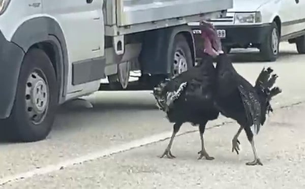 KARABÜK’ÜN EFLANİ İLÇESİNDE YOL ORTASINDA KAVGA EDEN İKİ HİNDİ, TRAFİĞİ DURMA NOKTASINA GETİRDİ. O...