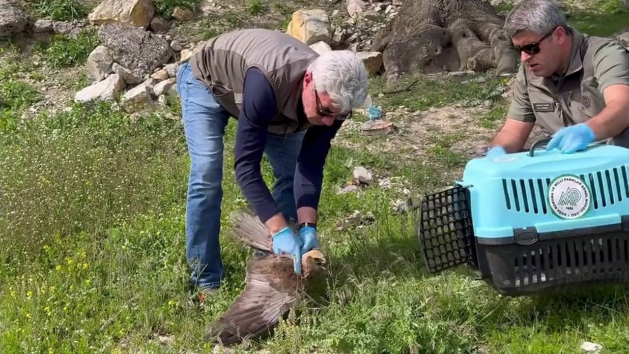 KARABÜK’ÜN SAFRANBOLU İLÇESİNDE BİTKİN HALDE BULUNAN KIZIL ŞAHİN, TEDAVİ VE REHABİLİTASYON...