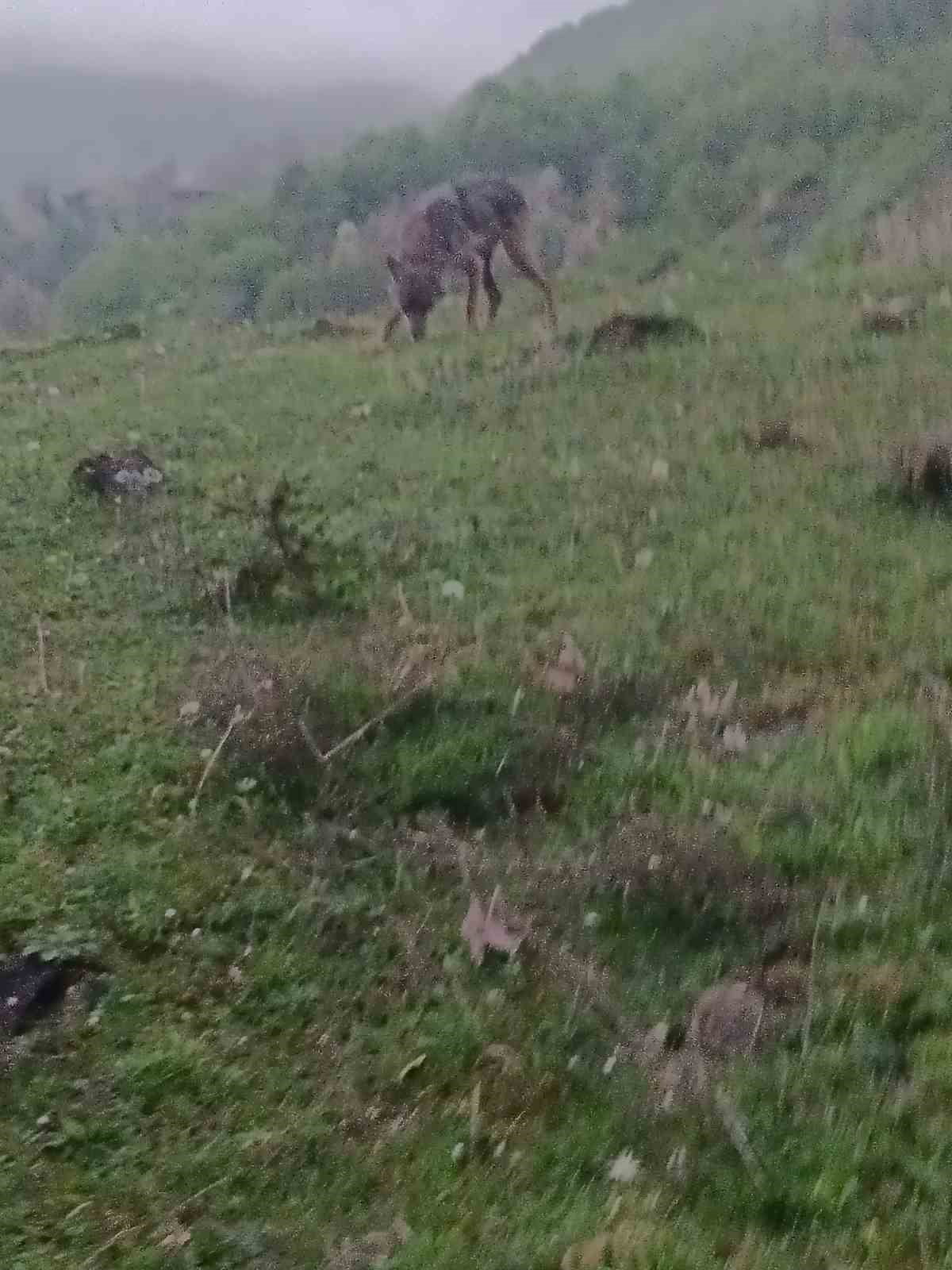 KARABÜK’ÜN YENİCE İLÇESİNDE AÇ KALAN BİR ÇAKAL, YERLEŞİM YERİNE YAKIN BİR BÖLGEDE YİYECEK ARARKEN...