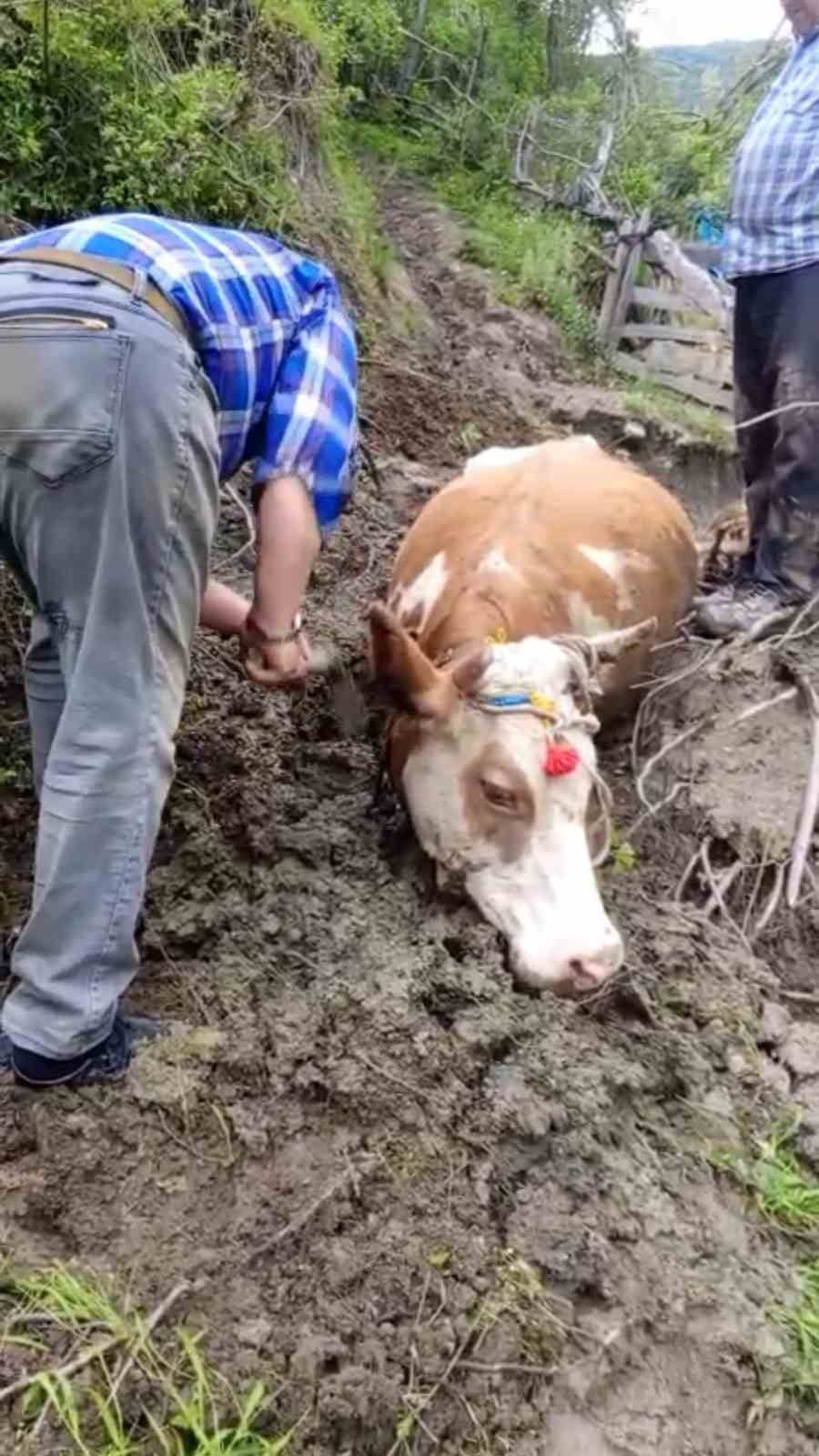 KARABÜK’ÜN YENİCE İLÇESİNE BAĞLI DEĞİRMENYANI KÖYÜNDE ÇAMURA SAPLANAN BÜYÜKBAŞ HAYVAN...