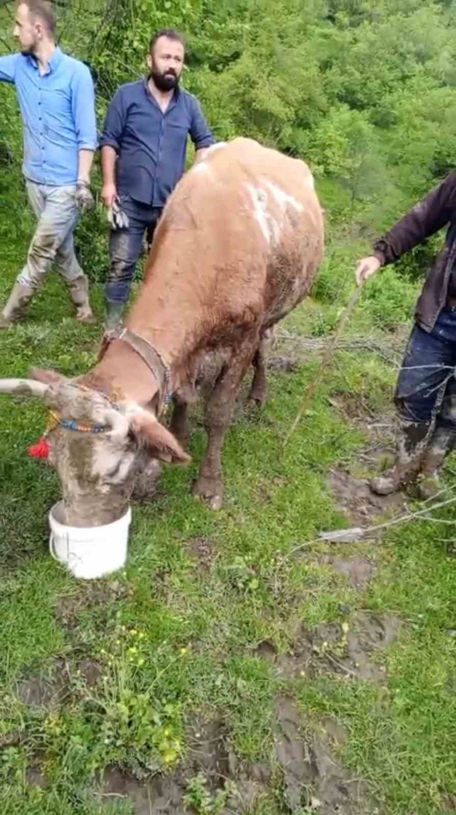 KARABÜK’ÜN YENİCE İLÇESİNE BAĞLI DEĞİRMENYANI KÖYÜNDE ÇAMURA SAPLANAN BÜYÜKBAŞ HAYVAN...