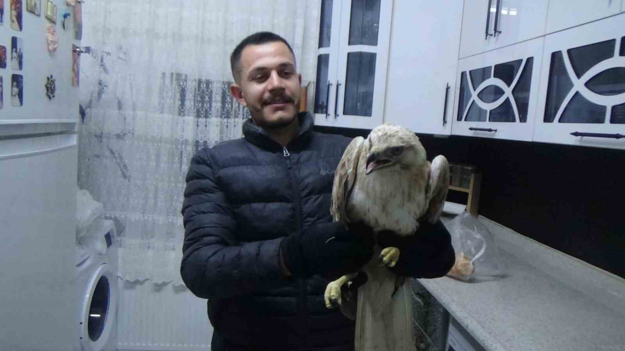KARAPINAR FATİH MAHALLESİ’NDE YAŞAYAN FERDİ CAN GÖRAL, YARALI KIZIL ŞAHİNİ EVİNE GÖTÜRÜP...