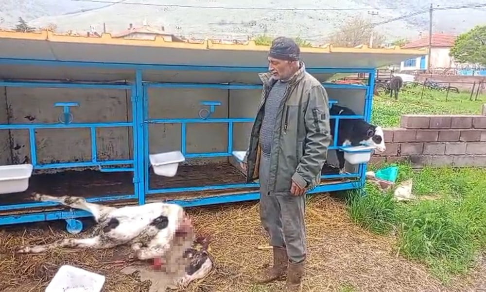 KARAPINAR İLÇESİNDE BAŞIBOŞ KÖPEKLERİN SALDIRISI SONUCU BİR BUZAĞI TELEF OLDU.