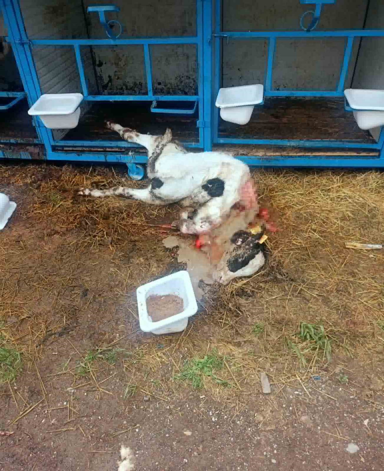 KARAPINAR İLÇESİNDE BAŞIBOŞ KÖPEKLERİN SALDIRISI SONUCU BİR BUZAĞI TELEF OLDU.