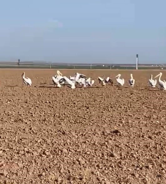 KARAPINAR İLÇESİNDE GÖÇ YOLCULUĞUNDAKİ PELİKAN SÜRÜSÜ TARLADA MOLA VERDİ.