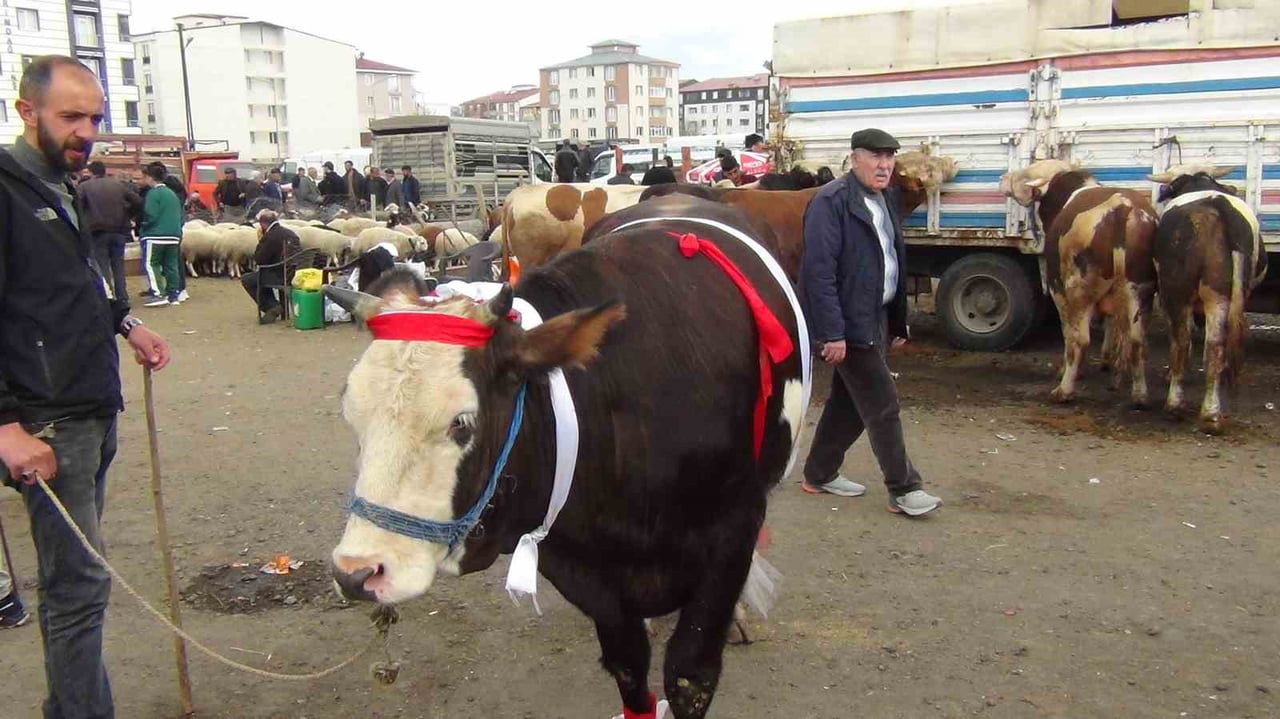 KARS’TA KURBAN PAZARI HAREKETLENDİ: 700 KİLOLUK SÜSLENMİŞ DÜVE İLGİ ODAĞI OLDU(KARS-İHA)