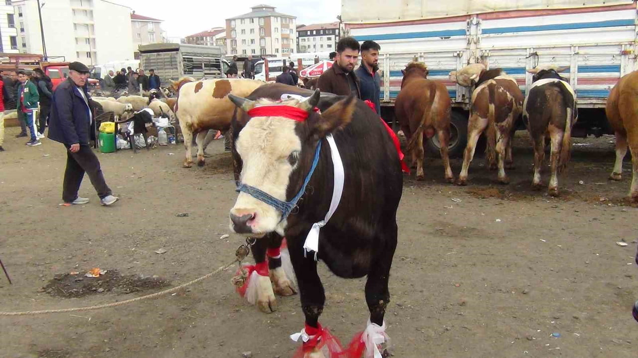 KARS’TA KURBAN PAZARI HAREKETLENDİ: 700 KİLOLUK SÜSLENMİŞ DÜVE İLGİ ODAĞI OLDU(KARS-İHA)