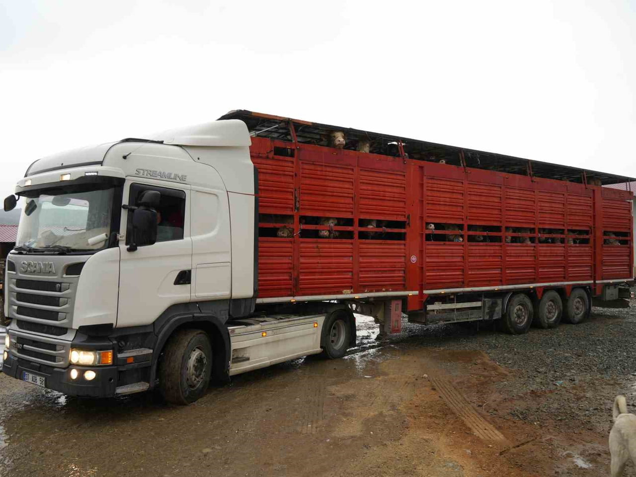 KASTAMONU'DA AYLARDIR BESLENEN KURBANLIK HAYVANLARIN, YAKLAŞAN KURBAN BAYRAMI NEDENİYLE...