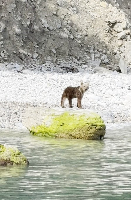 KASTAMONU’NUN ÇATALZEYTİN İLÇESİNDE DENİZ KENARINDA AVLADIĞI BALIĞI YİYEN AYI, BİR BALIKÇI...