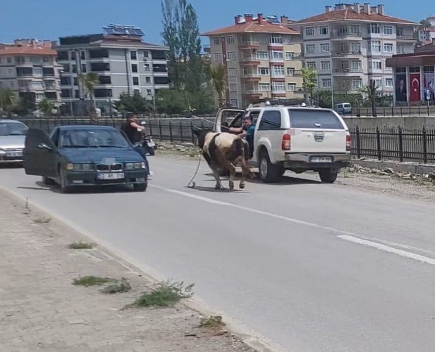 KASTAMONU’NUN İNEBOLU İLÇESİNDE KURBAN PAZARI’NDAN KAÇAN KURBANLIK DANA, SAATLER SÜREN...