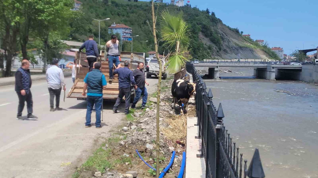 KASTAMONU’NUN İNEBOLU İLÇESİNDE KURBAN PAZARI’NDAN KAÇAN KURBANLIK DANA, SAATLER SÜREN...