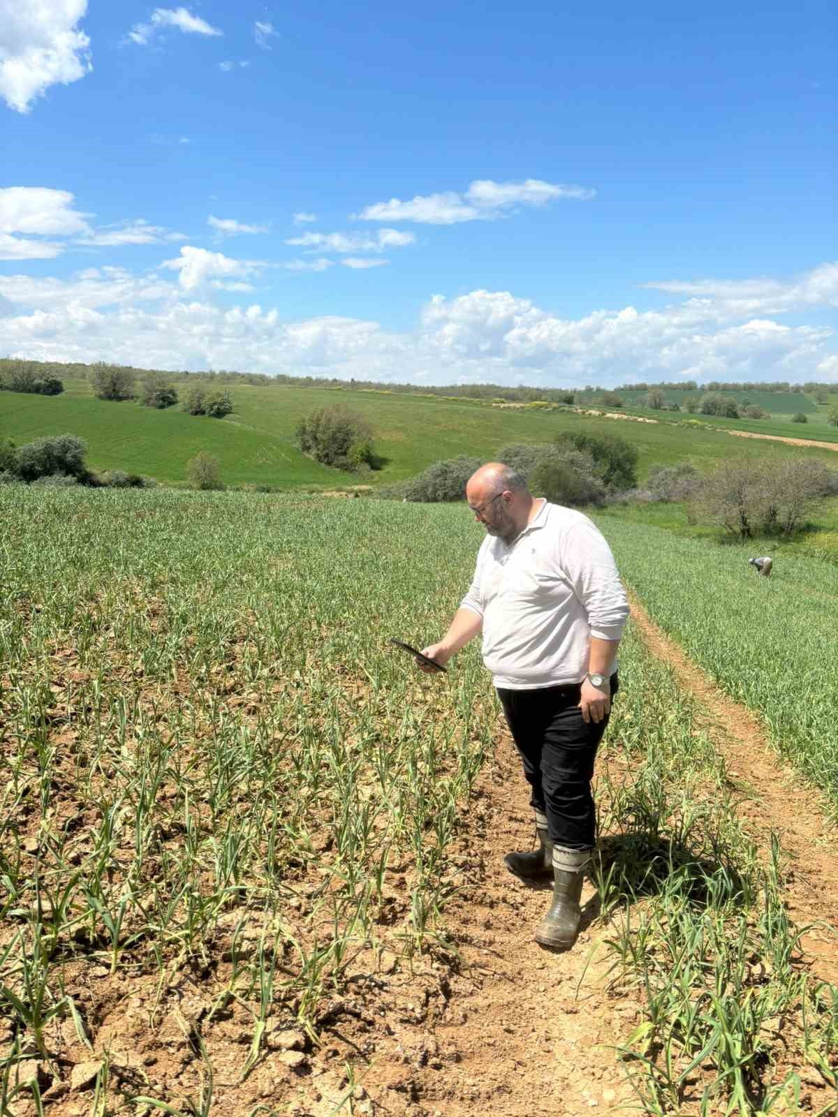 KASTAMONU’NUN TAŞKÖPRÜ İLÇESİNDE DOLU YAĞIŞI SONRASI ZARAR GÖREN SARIMSAK TARLALARINDA TARSİM...