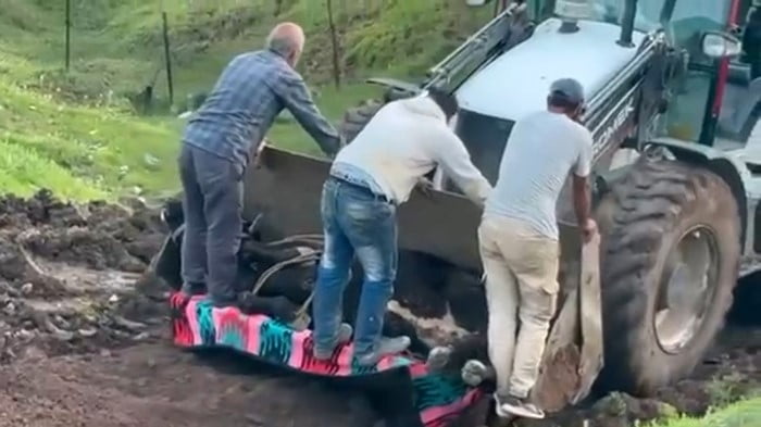 KAYBOLAN BÜYÜKBAŞ HAYVAN ÇAMURLU ALANDA BULUNDU