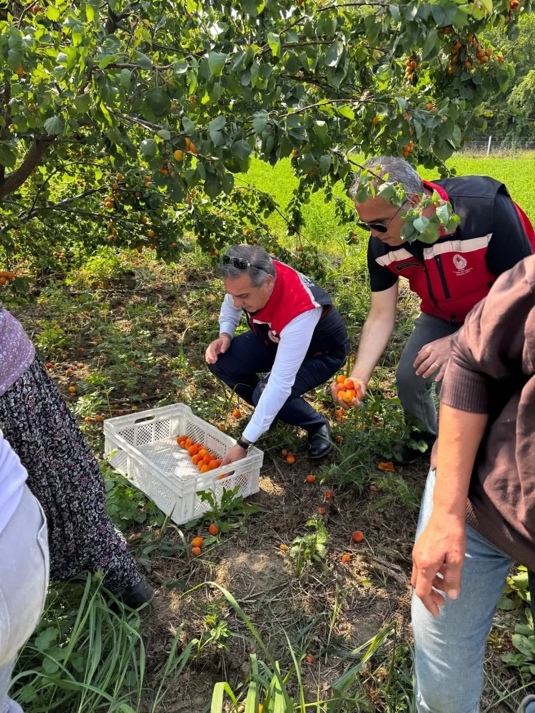 KAYISI BAHÇELERİNDE HASAT BAŞLADI