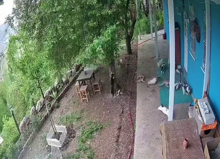 KEDİLERİN PANİKLE KAÇIŞI KAMERAYA YANSIDI