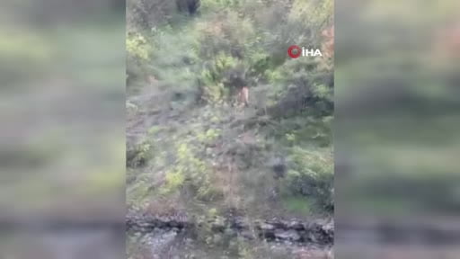 Kekik toplarken kurt sürüsüyle karşılaştı