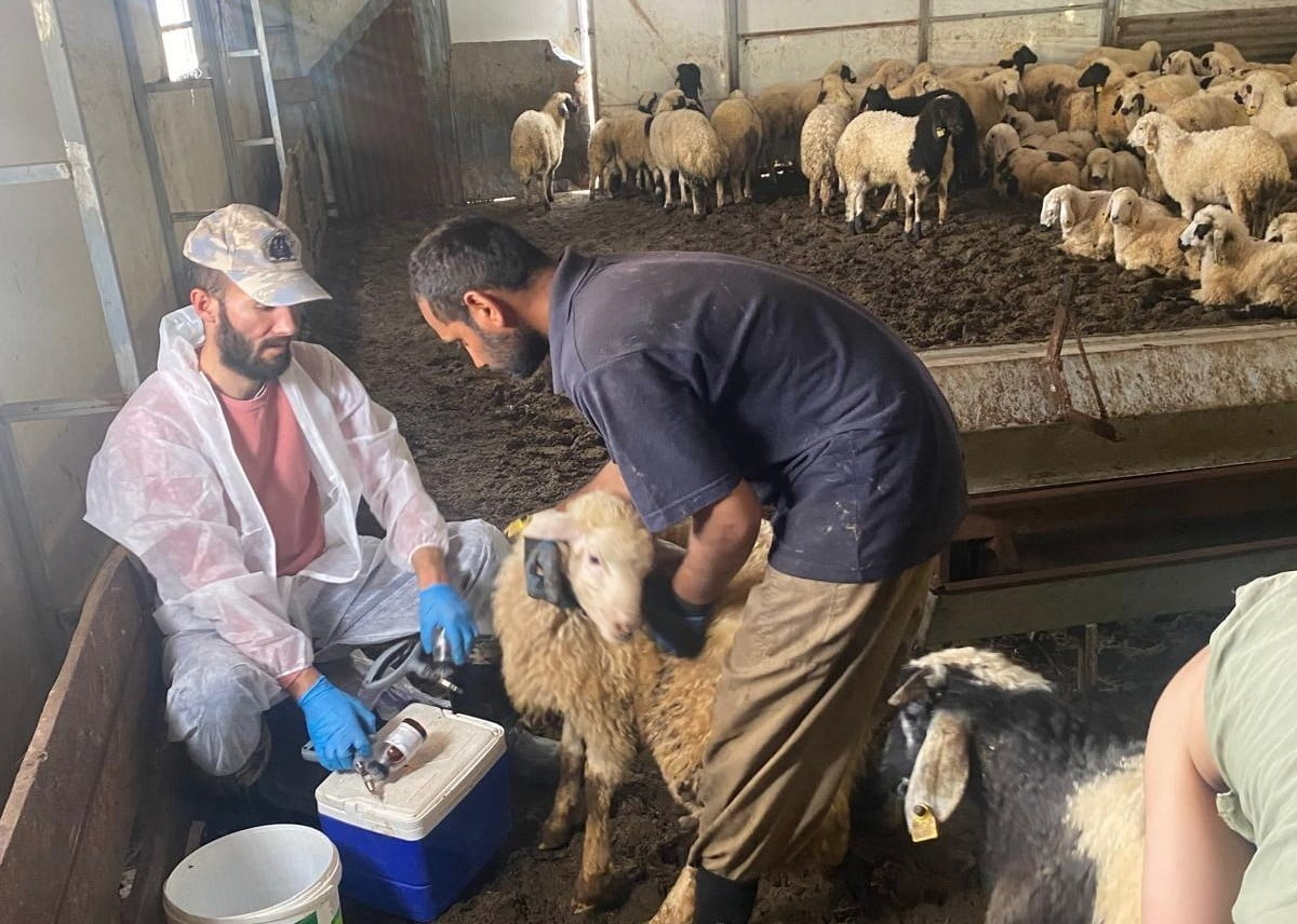 KEMAH’TA KÜÇÜKBAŞ HAYVANLAR İÇİN SAĞLIK TARAMASI YAPILDI
