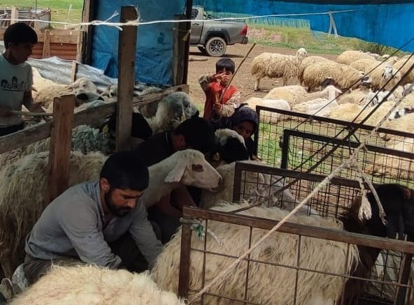 KEMAH’TA KÜÇÜKBAŞ HAYVANLAR İÇİN SAĞLIK TARAMASI YAPILDI