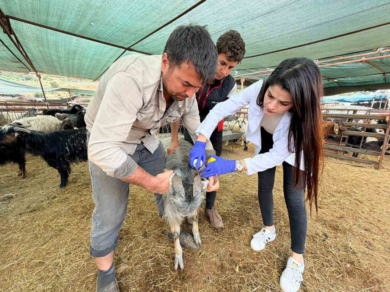 KEPEZ BELEDİYESİ ZABITA MÜDÜRLÜĞÜ İLE VETERİNER İŞLERİ MÜDÜRLÜĞÜ EKİPLERİ, KURBAN BAYRAMI...