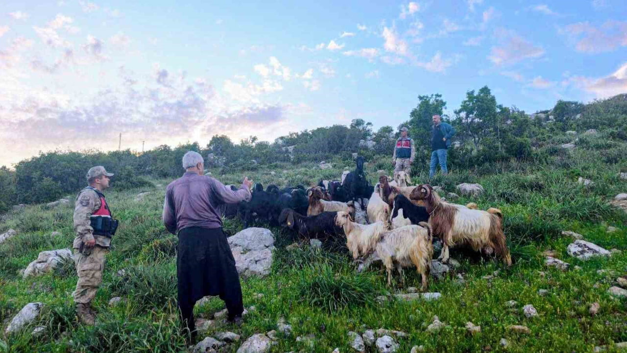 KİLİS’TE KAYBOLAN 90 KÜÇÜKBAŞ HAYVAN BULUNDU