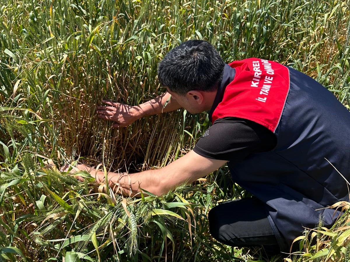 KIRKLARELİ TARIM İL MÜDÜRLÜĞÜ TEKNİK PERSONELİNCE HUBUBAT EKİLİ ARAZİLERDE GERÇEKLEŞTİRİLEN...