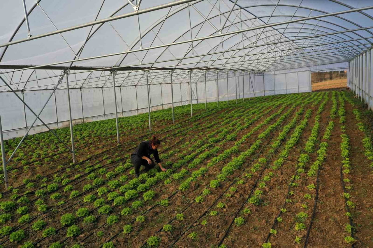 KOCAELİ'DE KALİTELİ MAHSUL VE YÜKSEK VERİM ELDE EDİLMESİ AMACIYLA ÇİFTÇİLERE YÜZDE 50 HİBELİ...
