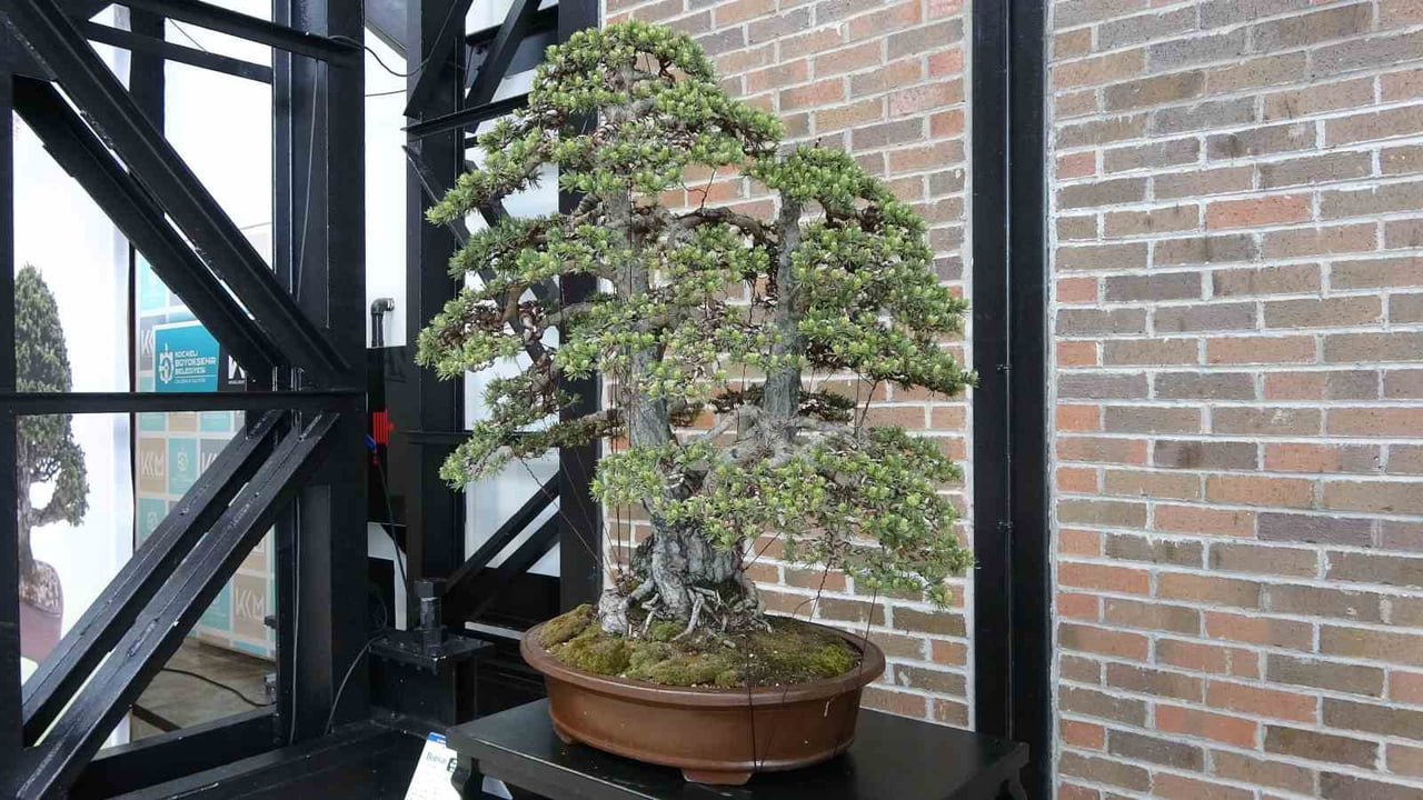 KOCAELİ BÜYÜKŞEHİR BELEDİYESİ EV SAHİPLİĞİ İLE DÜZENLENEN VI. ULUSAL BONSAİ SERGİSİ VE...