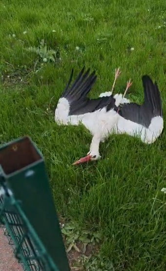 KONYA'NIN BEYŞEHİR İLÇESİNDE ELEKTRİK AKIMINA KAPILAN LEYLEĞİ FARK EDEN VATANDAŞ, ARABASINA ALDIĞI...