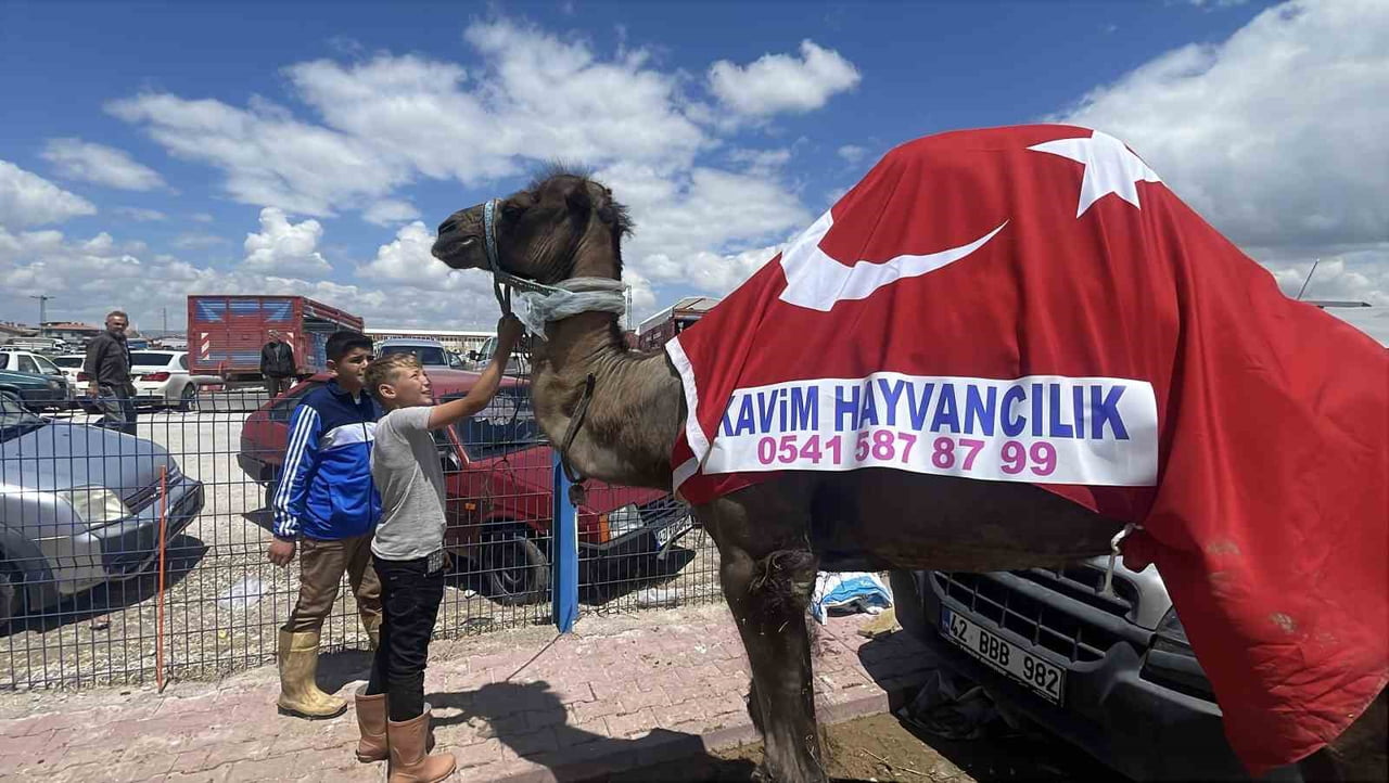 KONYA’DA KURBAN BAYRAMI ÖNCESİ KURULAN HAYVAN PAZARINA GETİRİLEN 780 KİLOGRAMLIK DEVE...