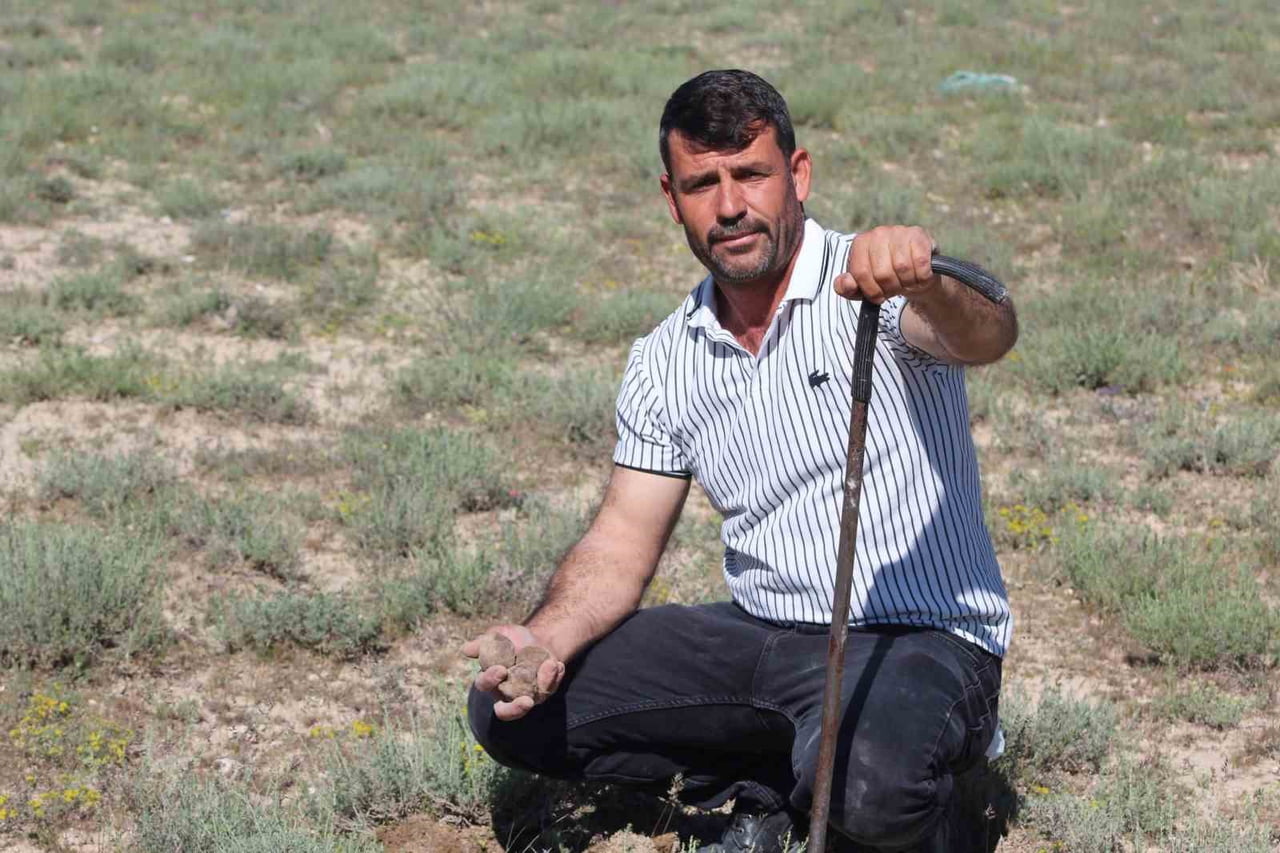 KONYA’NIN KARAPINAR İLÇESİNDE KİLOSU BİN 500 İLE BİN 700 LİRA ARASINDA DEĞİŞEN DOLAMAN MANTARINDAN...
