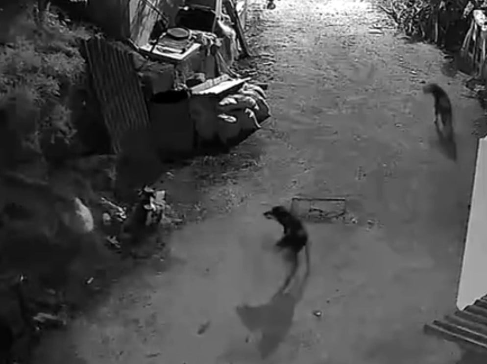 KÖPEKLERİN KURTLARLA MÜCADELE ETTİĞİ ANLAR KAMERAYA YANSIDI.