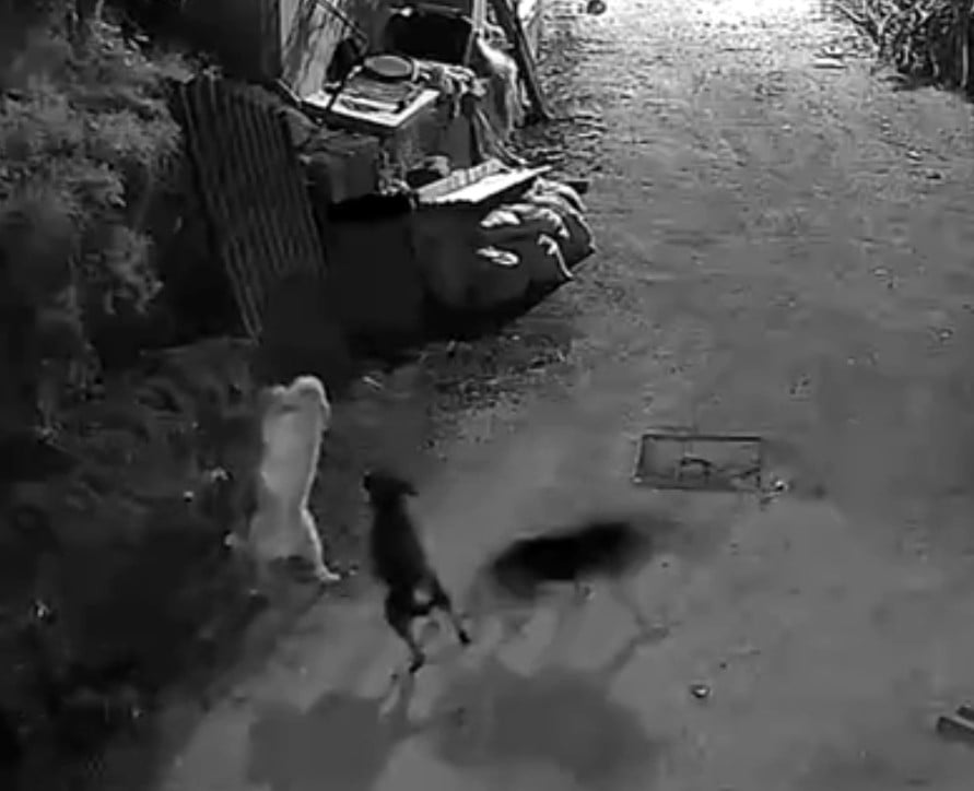 KÖPEKLERİN KURTLARLA MÜCADELE ETTİĞİ ANLAR KAMERAYA YANSIDI.