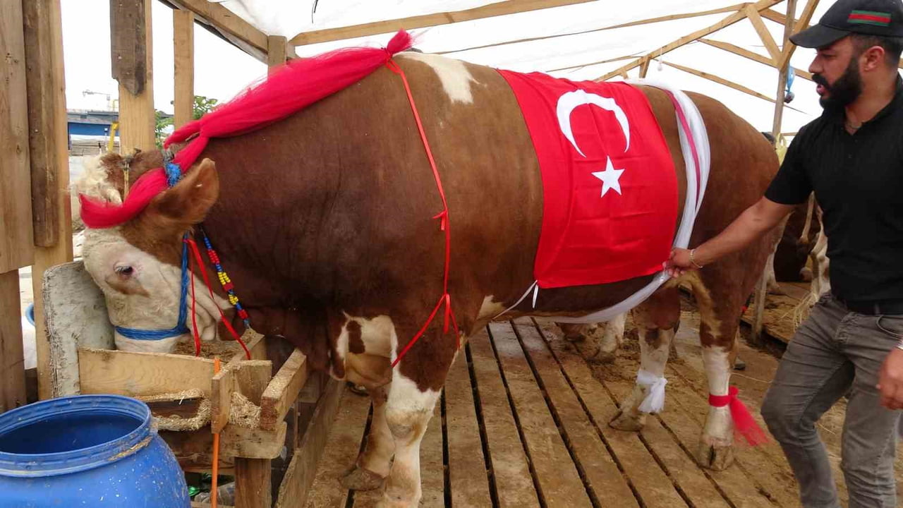 KRAL ADLI BOĞA